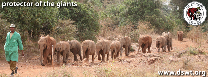 elephant orphans